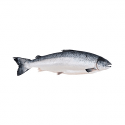 Тушка лосося охолоджена з головою 5-6кг (відвантажується тушкою)